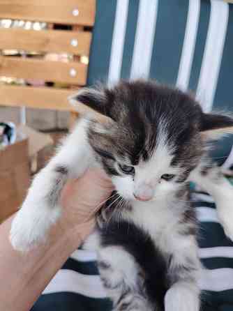 Отдам котят в добрые руки Донецк