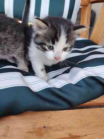 Отдам котят в добрые руки Донецк