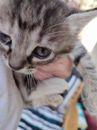 Отдам котят в добрые руки Донецк