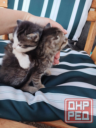 Отдам котят в добрые руки Донецк - изображение 5