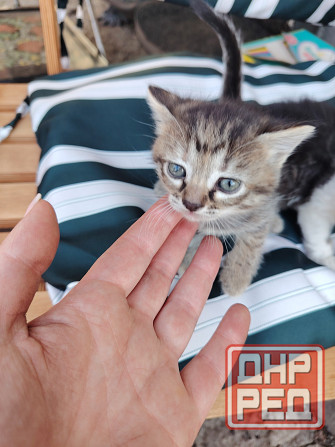 Отдам котят в добрые руки Донецк - изображение 4