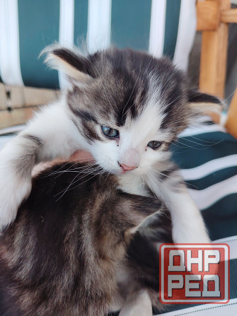 Отдам котят в добрые руки Донецк - изображение 6
