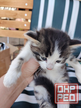 Отдам котят в добрые руки Донецк - изображение 1