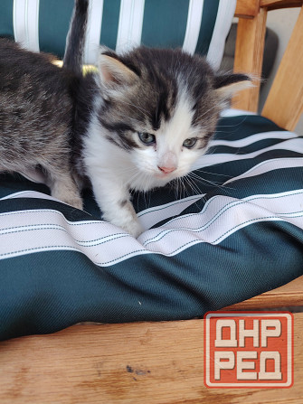 Отдам котят в добрые руки Донецк - изображение 2