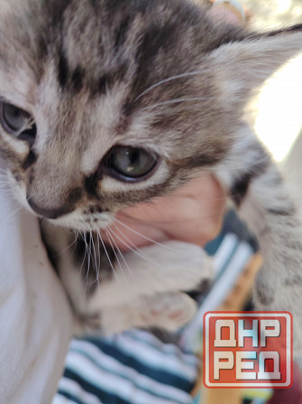 Отдам котят в добрые руки Донецк - изображение 3