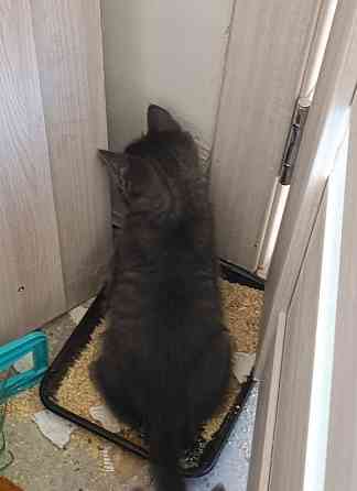 Кот красавчик Макеевка