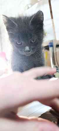 Кот красавчик Макеевка