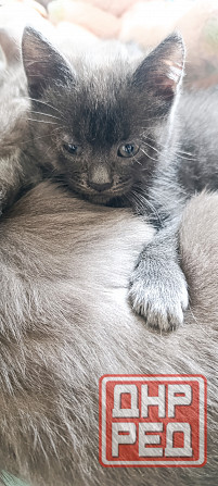 Кот красавчик Макеевка - изображение 1