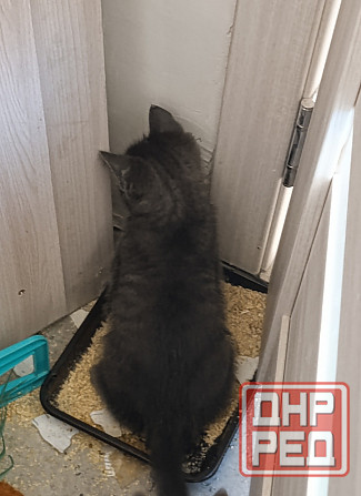 Кот красавчик Макеевка - изображение 3