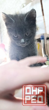 Кот красавчик Макеевка - изображение 2