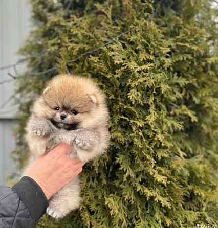 Померанский шпиц мишутка Донецк