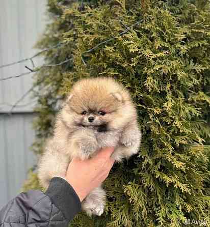 Померанский шпиц мишутка Донецк