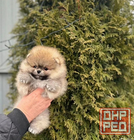 Померанский шпиц мишутка Донецк - изображение 2