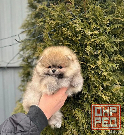Померанский шпиц мишутка Донецк - изображение 1