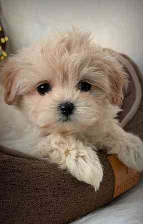 Щеночки Мальтипу Донецк