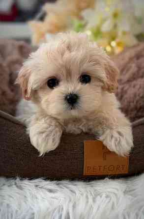 Щеночки Мальтипу Донецк