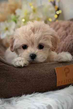 Щеночки Мальтипу Донецк