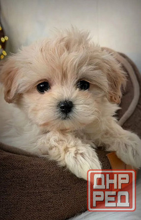 Щеночки Мальтипу Донецк - изображение 3