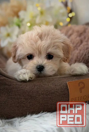 Щеночки Мальтипу Донецк - изображение 2