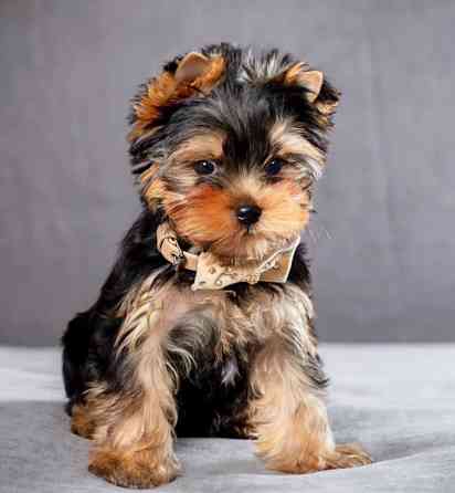 Щеночки Йорк Терьеры Донецк