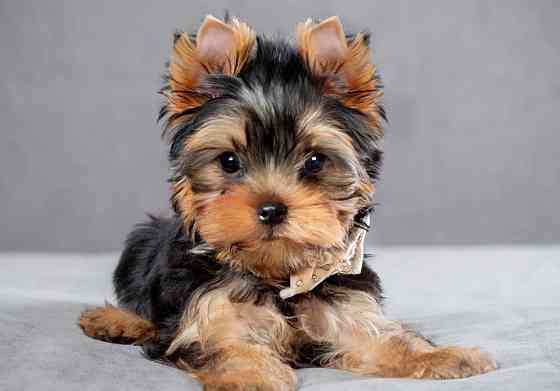 Щеночки Йорк Терьеры Донецк