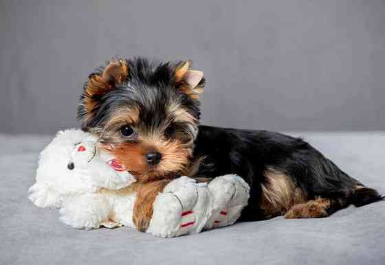 Щеночки Йорк Терьеры Донецк