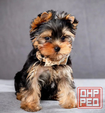 Щеночки Йорк Терьеры Донецк - изображение 2