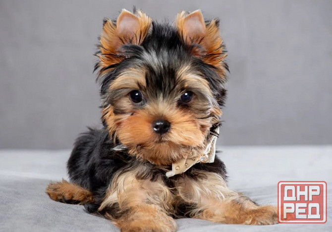 Щеночки Йорк Терьеры Донецк - изображение 1