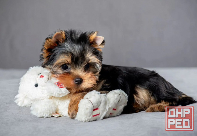 Щеночки Йорк Терьеры Донецк - изображение 3