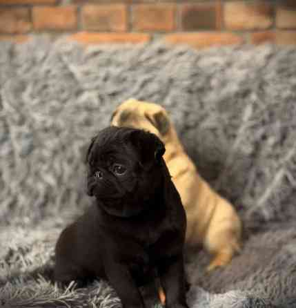 Щенки Мопса девочки и мальчики Донецк