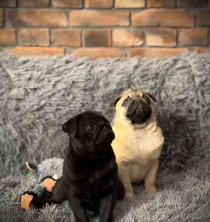 Щенки Мопса девочки и мальчики Донецк