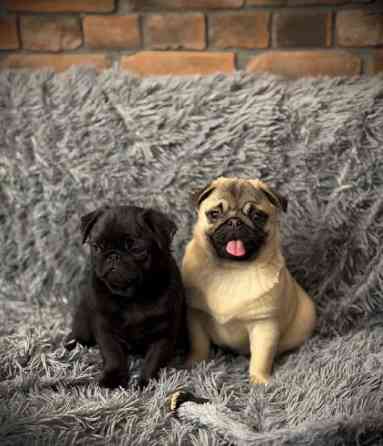 Щенки Мопса девочки и мальчики Донецк