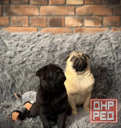 Щенки Мопса девочки и мальчики Донецк - изображение 2