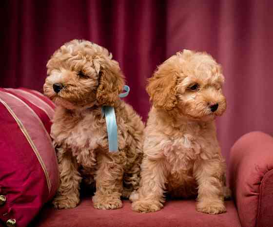 Щенки Той Пуделя разного окраса Донецк