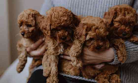 Щенки Той Пуделя разного окраса Донецк