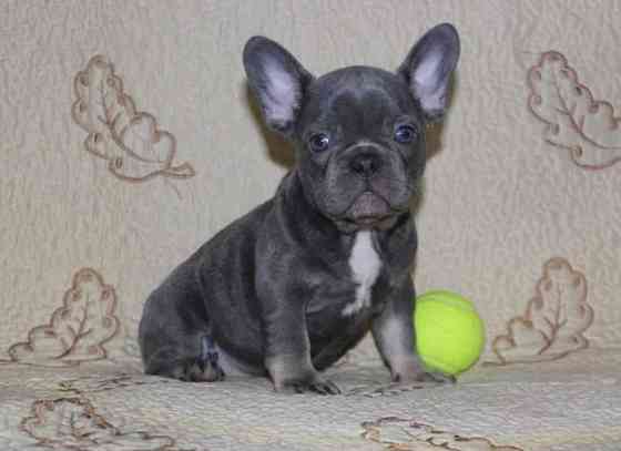 Щенки Французского Бульдога Донецк