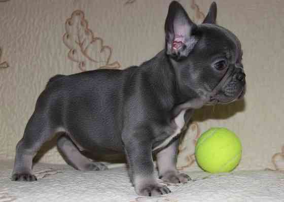 Щенки Французского Бульдога Донецк