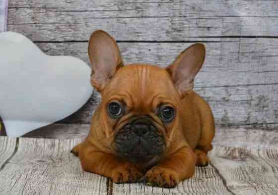Щенки Французского Бульдога Донецк