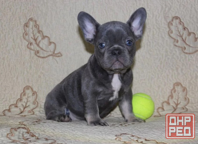 Щенки Французского Бульдога Донецк - изображение 1