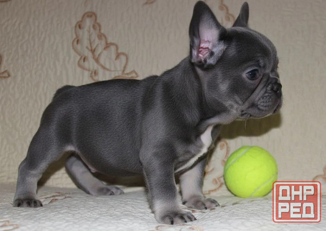 Щенки Французского Бульдога Донецк - изображение 2