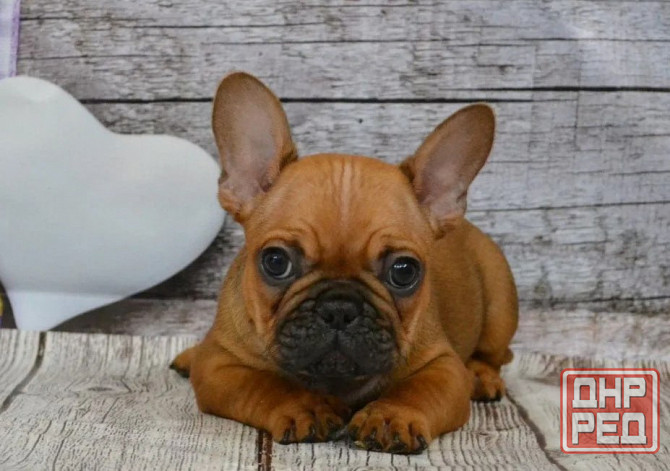 Щенки Французского Бульдога Донецк - изображение 3