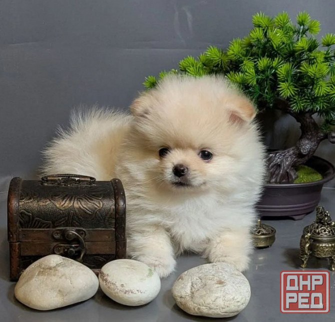 Щеночки Шпица Донецк - изображение 1