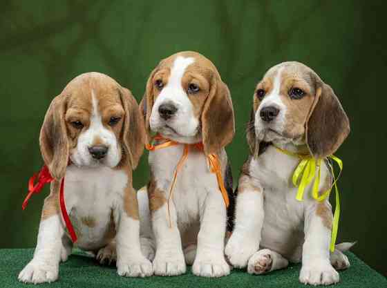 Щеночки Бигля Донецк