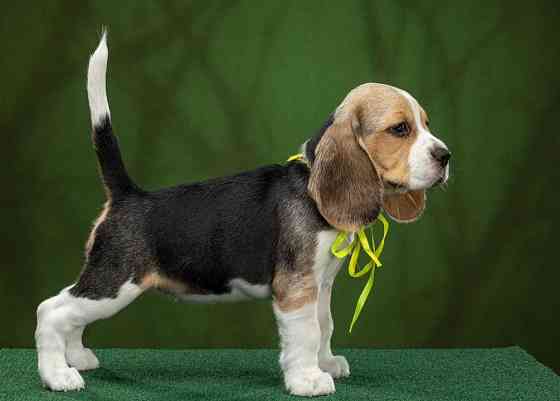 Щеночки Бигля Донецк