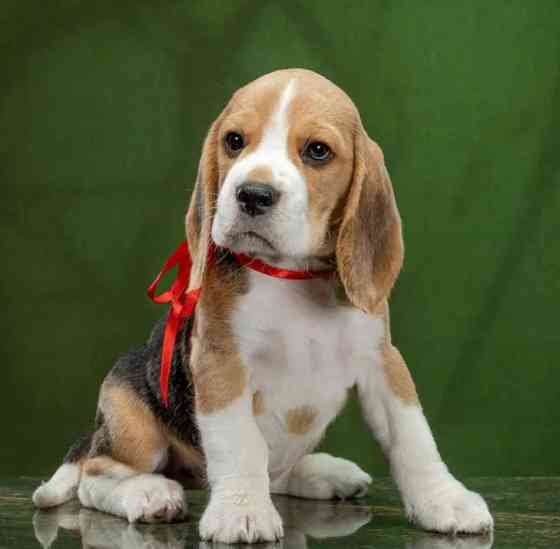 Щеночки Бигля Донецк