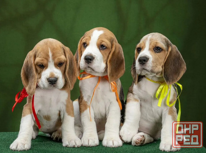 Щеночки Бигля Донецк - изображение 3