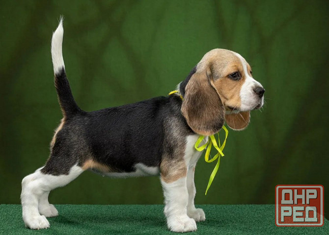 Щеночки Бигля Донецк - изображение 2