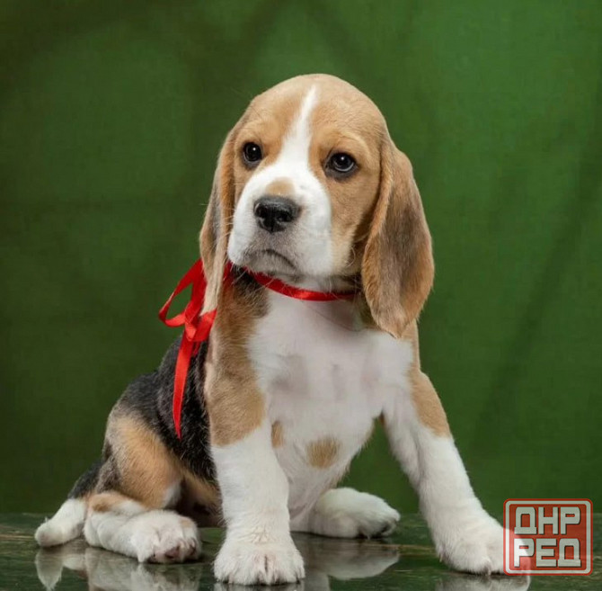 Щеночки Бигля Донецк - изображение 1