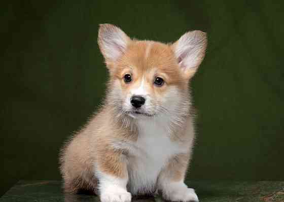 Щенки Вельш Корги Донецк