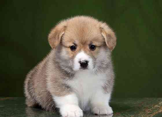 Щенки Вельш Корги Донецк